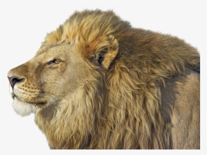 Lion Png Transparent Image - Lion Face Side Png