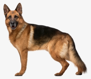 German Shepherd Dog Png Clip Art