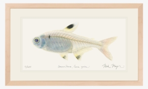 X-ray Fish Original Watercolor Painting - X-ray Tetra