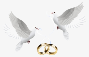 Wedding Dove Png Jpg Royalty Free Download - Wedding Invitations Background Design Png