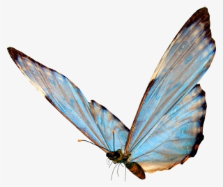 The Less Png Wanted - Butterfly Png