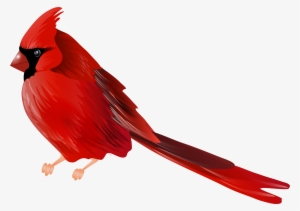 Cardinal Png