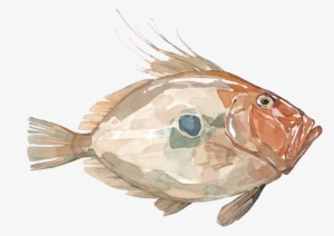 John Dory - Goldfish