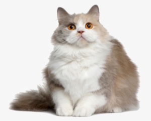 Cat Png File - Semi Long Hair Cats