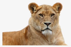 Free Png Lion Png Images Transparent - Female Lion Transparent Background