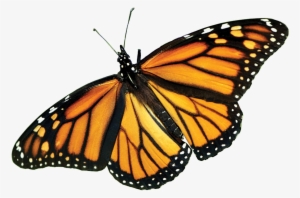 Monarch Butterfly Png Picture - Monarch Butterfly