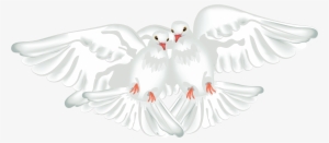 Columbidae Ruddy Ground Dove Rock Dove Maddie Rooney - Transparent White Doves