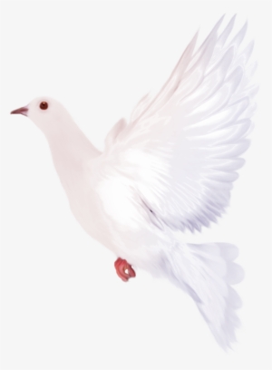 Dove Clipart Watercolor - Dove Watercolor Png