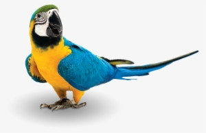 At Zupreem®, We Believe Feeding Pet Birds At Least - Zupreem Fruitblend Flavor Large Parrot Bird Food 35-lb