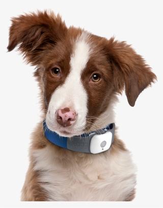 Cute Dog Png - Decoding Your Dog: Explaining Common Dog Behaviors