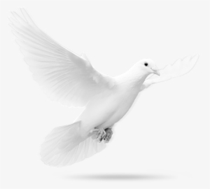 Christian Dove Png Svg Stock - Colombe En Png
