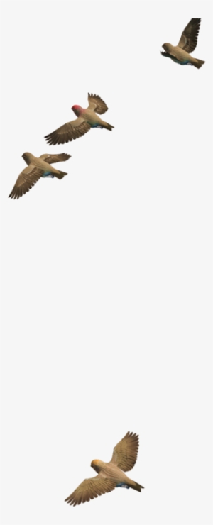 Flying Bird Png Transparent Image - Portable Network Graphics