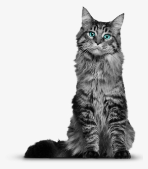 Cat Png - Maine Coon Tabby Cross