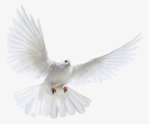 This Image Is Available In Isolated Png Large Resolution - White Pigeon Png File