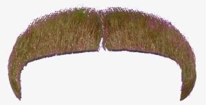 Brown, Gold Macho - Portable Network Graphics