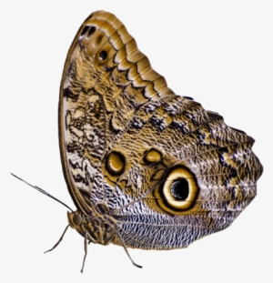 Download Butterfly Png Image - Бабочка В Png
