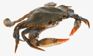 Fresh Crab Png