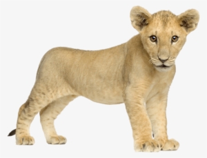 Download Baby Lion Png Free Hd Baby Lion Transparent Image Pngkit