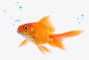 Fish - Salt And Water Balance And Waste Removal