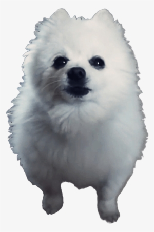 Gabe The Dog - Gabe The Dog Png
