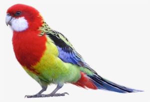 Transparent Birds Tropical - Rosella Bird