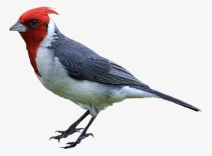 Clipart Transparent Library Brazilian Bird Download - Realistic Bird Png