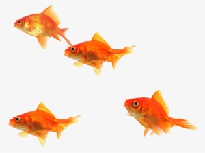 Fish School Png Clip Art Free Stock - Fish Images Png Hd