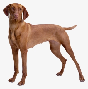 Brown Dog Png Clipart - Brown Dog Png