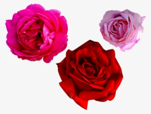 Pink Rose Png Free - Rose