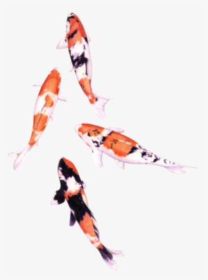 Floating Koi - Koi Fish Drawing Watercolor
