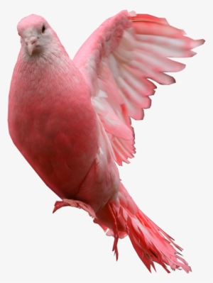 Pink Dove - Pink Pigeon Png