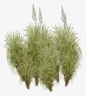 Kans Grass - Saccharum Spontaneum