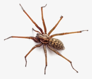 Brown Spider Png Free Download - False Widow In Essex