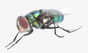 Fly Png Background Image - Portable Network Graphics