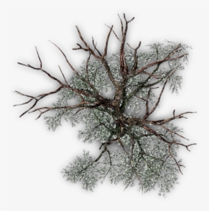 Tree Plan Png Tree Plan View Png - Pond Pine