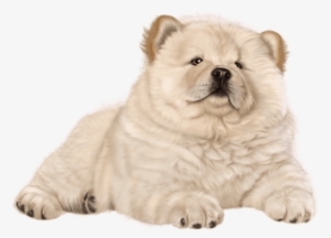 Free Png Puppy Png Images Transparent - Chow Chow Dog Png