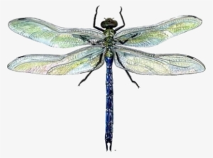Clip Black And White Stock Dragonflies Drawing Watercolor - Dragonfly Drawing Colour