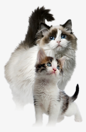 Caring For Kittens And Cats - Ragdoll Cat