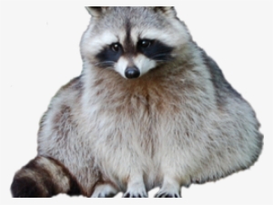 Raccoon Png