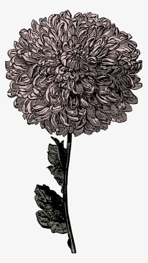 Frozen - Chrysanthemum Drawing Transparent