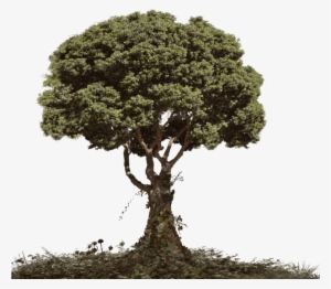 Right Click To Free Download This Logo Of The "tree - Tree With Soil Png