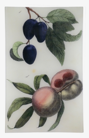 Plum - Fruit