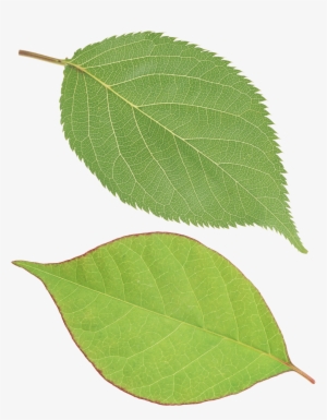 Green Leaf Png - Leaf Png