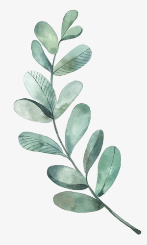Leaf Drawing Watercolor Painting Illustration - Watercolor Eucalyptus Leaves Png