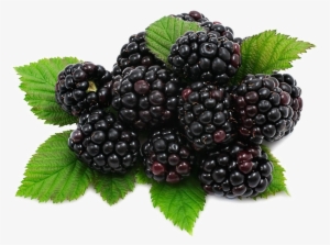 Blackberry Fruit Png Download Image - Blackberry Fruit