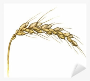 Watercolor Illustration Of Wheat Ear On White Sticker - Illustration