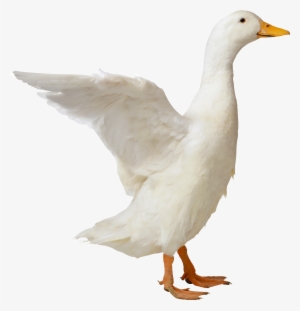 Duck Png