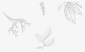 Root And Flower - Roots Of Flower Transparent