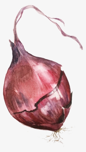 Black Eyed Susans - Red Onion
