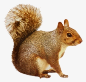 Squirrel Transparent